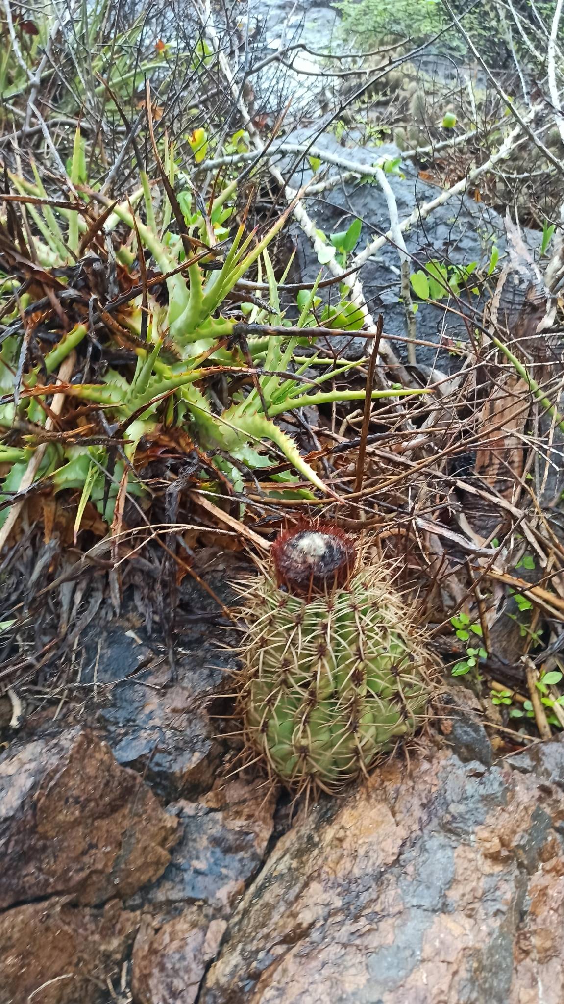 Melocactus curvispinus ssp. dawsonii